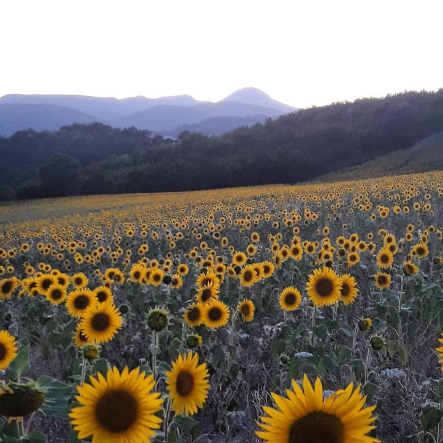 Agriturismo L'Antico Oliveto San Severino Marche Zewnętrze zdjęcie
