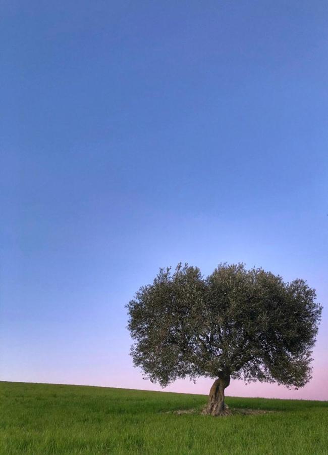 Agriturismo L'Antico Oliveto San Severino Marche Zewnętrze zdjęcie
