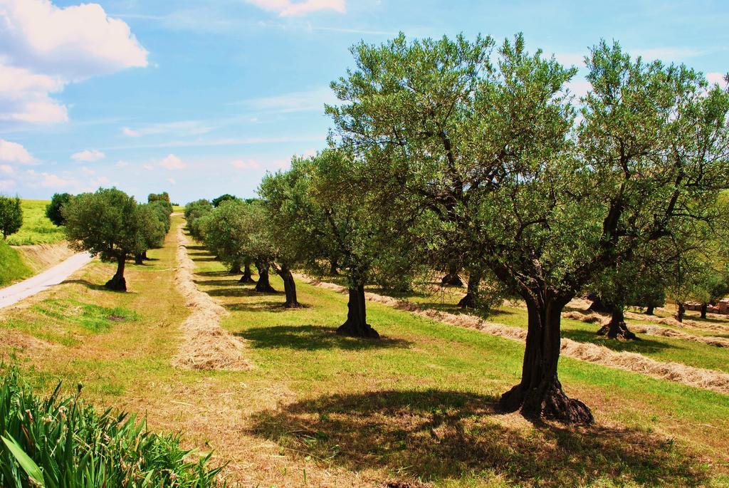 Agriturismo L'Antico Oliveto San Severino Marche Zewnętrze zdjęcie