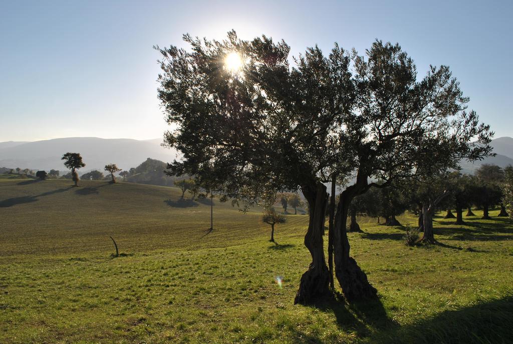Agriturismo L'Antico Oliveto San Severino Marche Zewnętrze zdjęcie