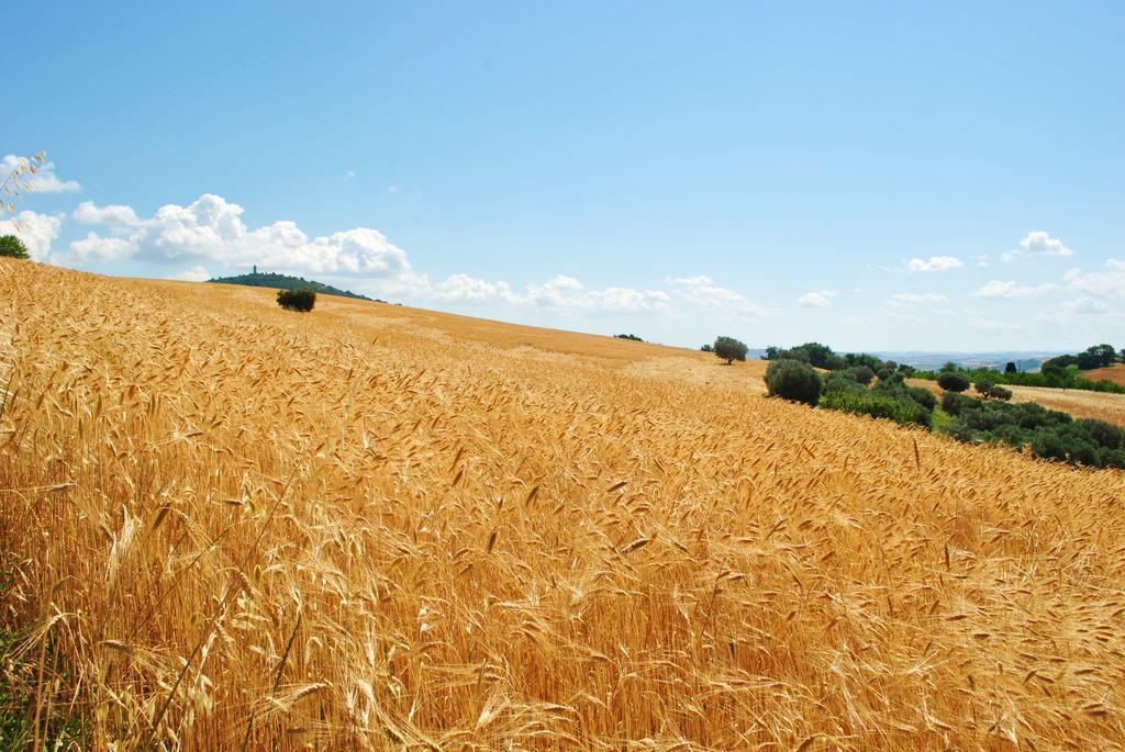 Agriturismo L'Antico Oliveto San Severino Marche Zewnętrze zdjęcie