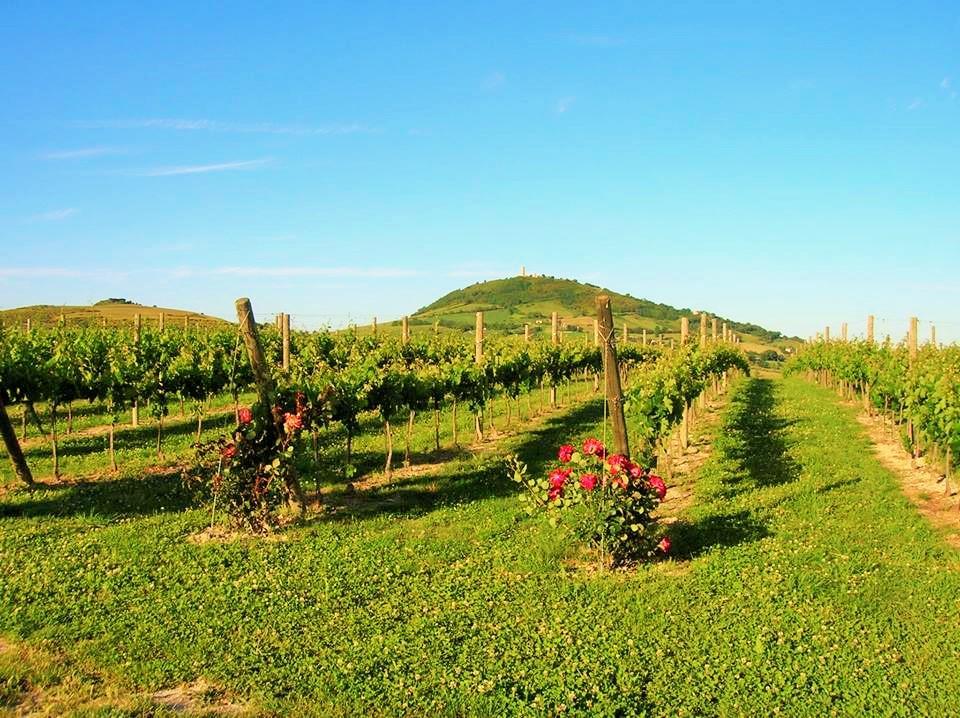 Agriturismo L'Antico Oliveto San Severino Marche Zewnętrze zdjęcie